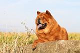 CHOW CHOW 256
